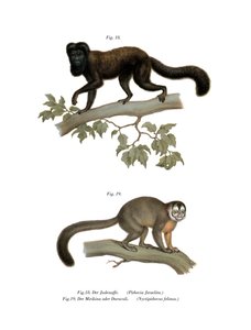 Brunrygget Bearded Saki, 1860 af German School